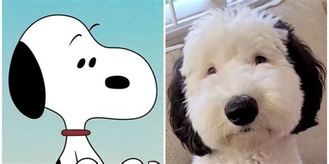 real life snoopy dog breed|Dogs That Look Like Snoopy: 10 Real